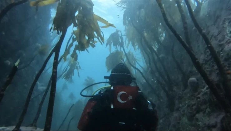 Küresel Isınmanın Deniz Kestanelerine Verdiği Zarar Görüntülendi