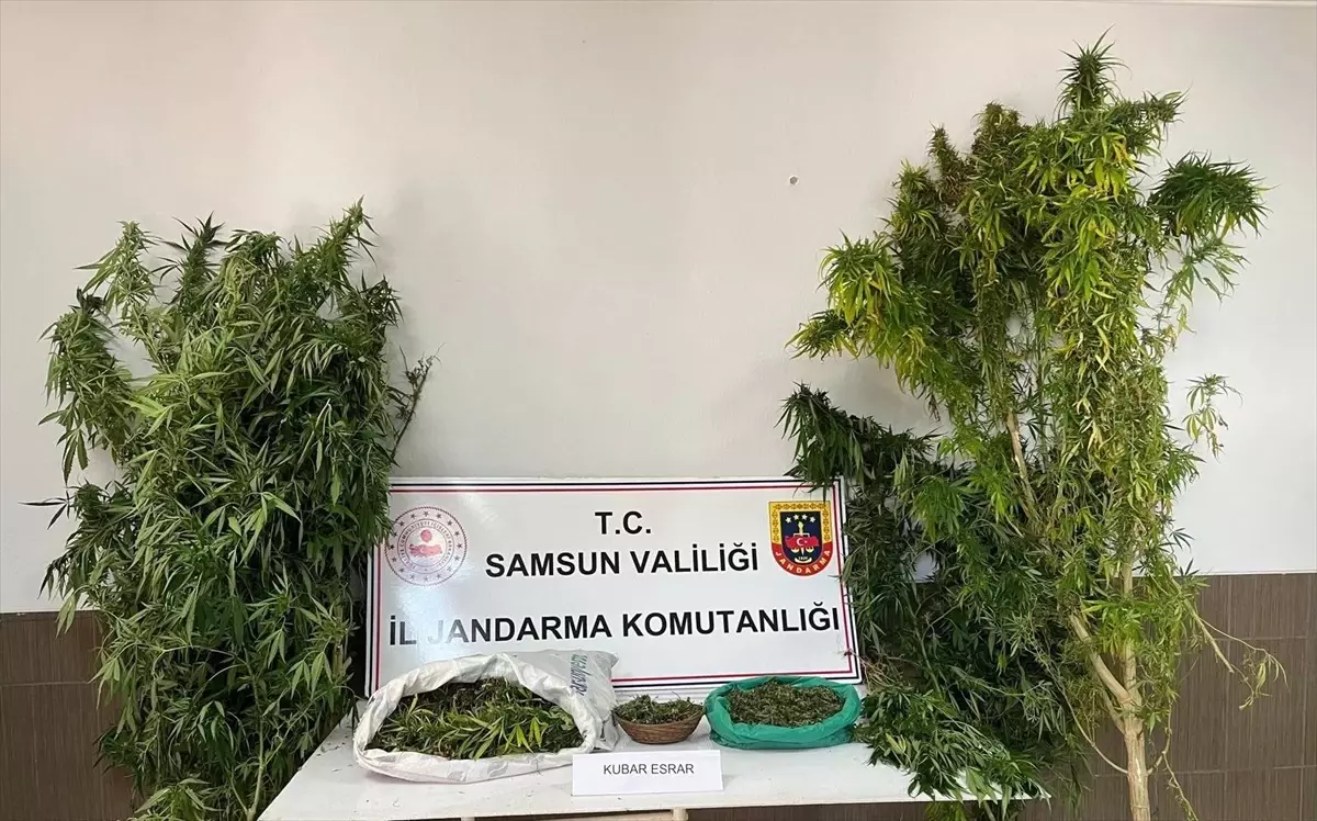 Samsun’da Uyuşturucu Operasyonu: 1 Gözaltı