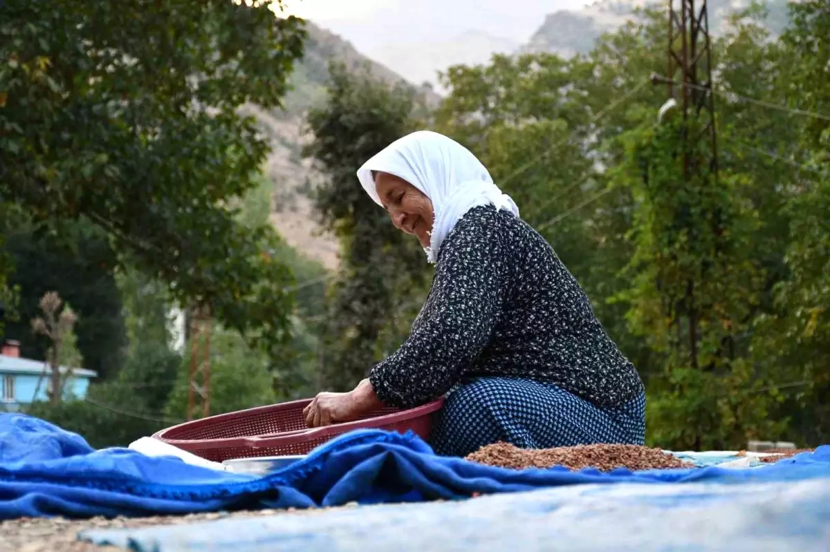 Şırnak’ta Aile Sumağıyla Geçiniyor