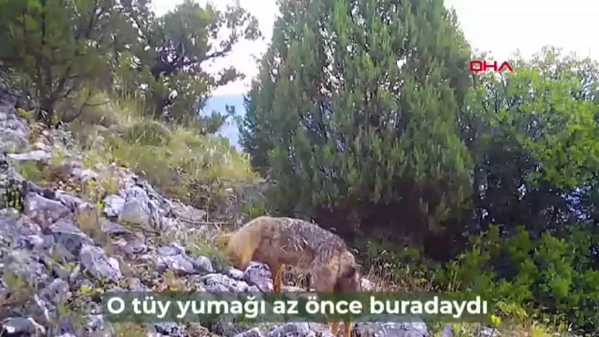 Fotokapanlarda Yaban Hayatının Eğlenceli Anları