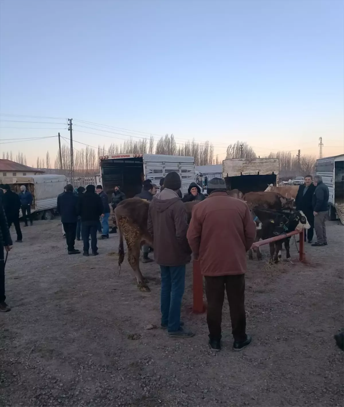 Sivas’ta Canlı Hayvan Pazarı Yeniden Açıldı